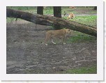 Dierentuin Burgers  Zoo 083 * 3648 x 2736 * (4.94MB)